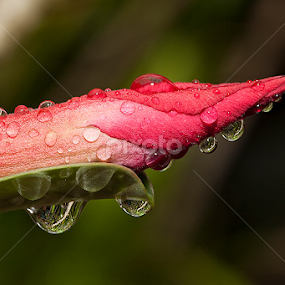 MORNING DEW by Herken Kenken - Flowers Flowers 2011-2013