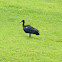 Red Naped Ibis