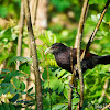 Green Billed Coucal