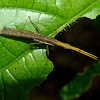Toothpick grasshopper