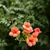 Campsis Grandiflora