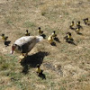 Muscovy ducks