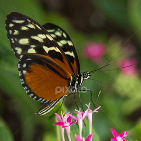 butterfly on pink flowers by Christa Ehrstein - Animals Insects & Spiders