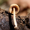 Halfglobe mushroom