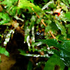 Coeliccia albicauda