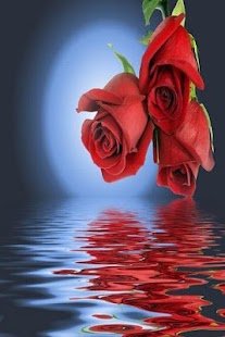 How to download rose wallpaper patch 2.3.1 apk for android