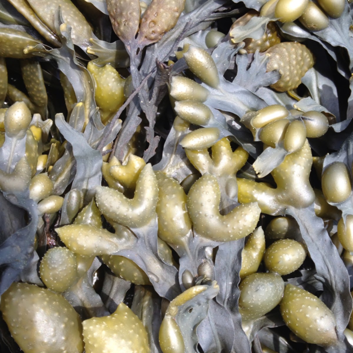 Bladder wrack or rock weed