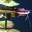 Red-tailed/shovelnose Catfish hybrid