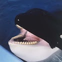 Orca Theme logo