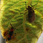 Red-spotted Mirid Bug vs Figleaf Beetle