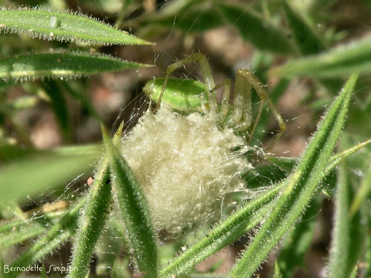 Egg Sac ~ Green Lynx Spider