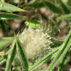 Egg Sac ~ Green Lynx Spider