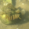 Crown conch egg cases