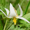 White Trout Lily