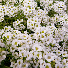 Alisso (Alyssum)