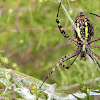 Banded Garden Spider w/Praying Mantis