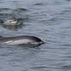 Atlantic White-sided Dolphin