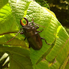 Long-horned beetle