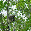 North American Porcupine