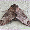Gray Hawk Moth, Privet Hawk Moth