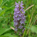 Purple Fringed Orchid