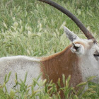 Scimitar Oryx Antelope