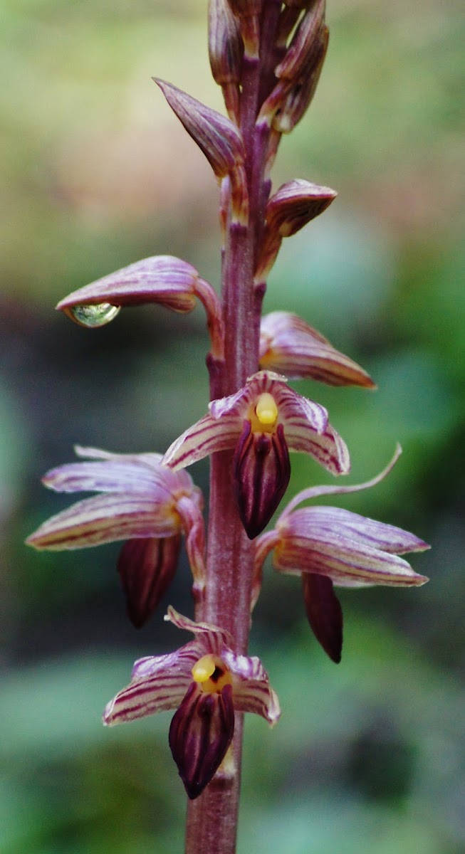 Stripped coral root orchid