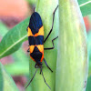 Large Milkweed Bug (Adult)