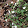 Star Chickweed