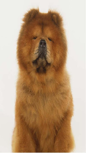 Chow Chow Pups 101