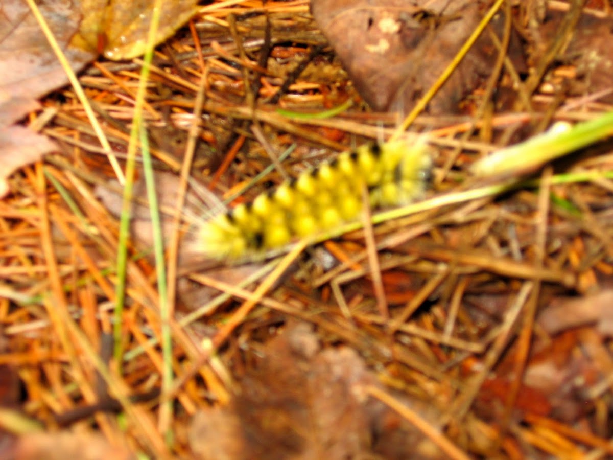 Spotted Tussock Moth