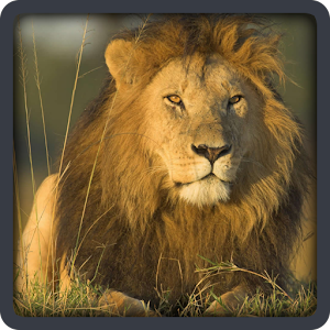 Baby learning Animals (Card).apk 2.0