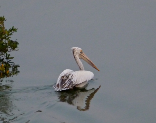 Spot-billed or Grey Pelican