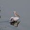 Spot-billed or Grey Pelican