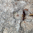 European Earwig