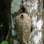 Synoeca Wasp Nest