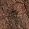 Two-Tailed Spider