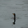 Double Crested Cormorant