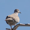 Collared Dove