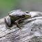 Northern Green Frog 