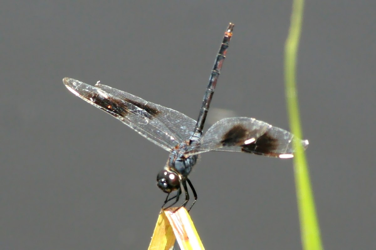 Four-spotted Pennant dragonfly (male)