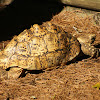 Leopard Tortoise