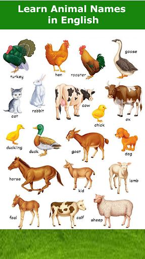 Animal Names