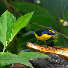 Thick billed Euphonia