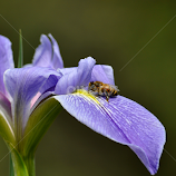 The Iris and the Honeybee by Marie Terry -  