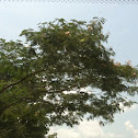 Mimosa Tree, Asian Silk Tree