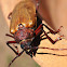 Giant Longicorn Beetle