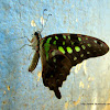 Tailed Jay