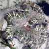 Haddon's Sea Anemone