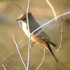 Say's Phoebe